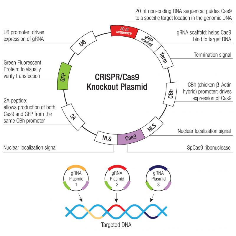 DOCK 180 CRISPR Knockout and Activation Products (m) | SCBT