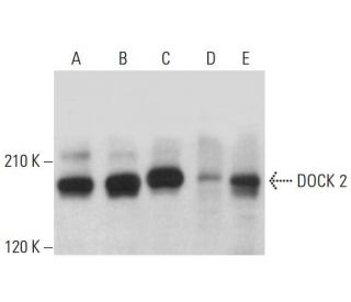 DOCK 2 Antibody (E-7) - Western Blotting - Image 382606 
