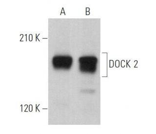 DOCK 2 Antibody (E-7) - Western Blotting - Image 364389