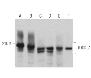 DOCK 7 Antibody (A-6) - Western Blotting - Image 360797 
