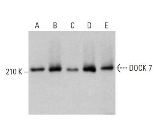 DOCK 7 Antibody (A-6) - Western Blotting - Image 383249