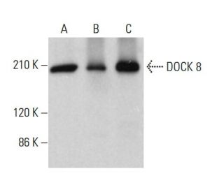 DOCK 8 Antibody (G-2) - Western Blotting - Image 381378 