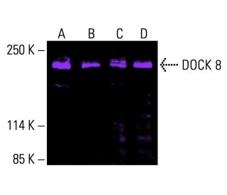 DOCK 8 Antibody (G-2) - Western Blotting - Image 416242 