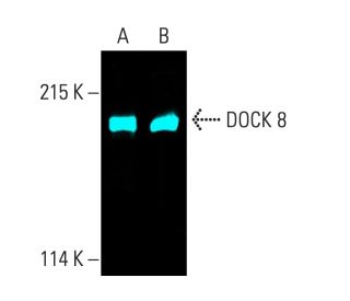 DOCK 8 Antibody (G-2) - Western Blotting - Image 404228