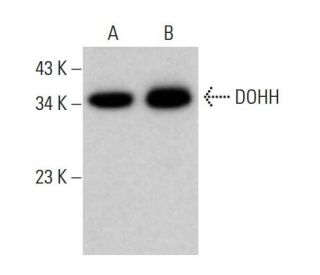 DOHH Antibody (B-12) - Western Blotting - Image 380399 