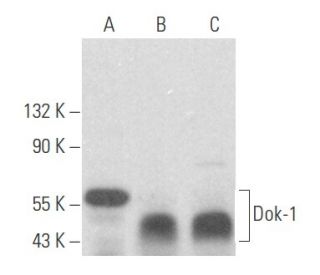 western blotting image from recommended Dok-1 (A-3) monoclonal antibody replacement. Image 356036