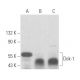 western blotting image from recommended Dok-1 (A-3) monoclonal antibody replacement. Image 356036