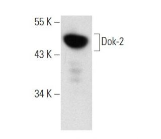 Dok-2 Antibody (A-5) - Western Blotting - Image 136493 