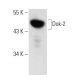Dok-2 Antibody (A-5) - Western Blotting - Image 136493 