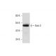 Dok-2 Antibody (A-5) - Western Blotting - Image 296997