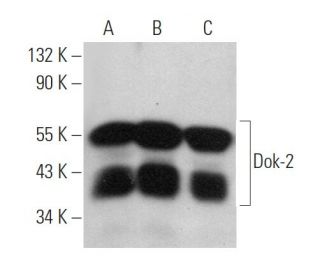 western blotting image from recommended Dok-2 (E-10) monoclonal antibody replacement. Image 360734