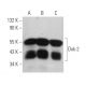 western blotting image from recommended Dok-2 (E-10) monoclonal antibody replacement. Image 360734