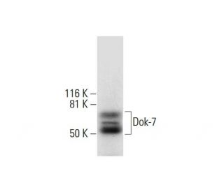 western blotting image from recommended Dok-7 (A-7) monoclonal antibody replacement. Image 292018