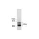 western blotting image from recommended Dok-7 (A-7) monoclonal antibody replacement. Image 292018
