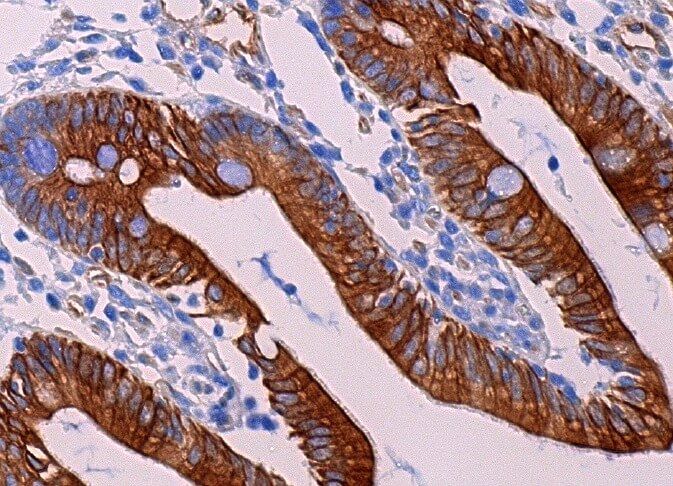 donkey anti-goat IgG-B Secondary Antibody | SCBT - Santa Cruz Biotechnology