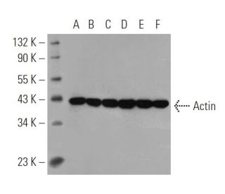 Actin (C-11): sc-1615. Western blot analysis of Actin expression in A-431 (A), HeLa (B), C32 (C), Sol8 (D), NIH/3T3 (E) an