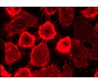 donkey anti-rabbit IgG-CFL 594 Secondary Antibody | SCBT