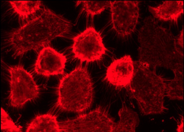 donkey-anti-rabbit-igg-cfl-594