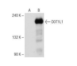 DOT1L1 Antibody (E-2) - Western Blotting - Image 151747 