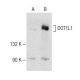 DOT1L1 Antibody (E-5) - Western Blotting - Image 149974