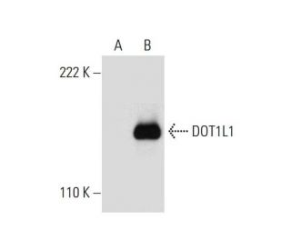 DOT1L1 Antibody (C-3) - Western Blotting - Image 299289