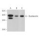 Doublecortin/DCX Antibody (E-5) - Western Blotting - Image 379655 