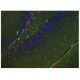 immunofluorescence image from recommended Doublecortin/DCX (E-6) monoclonal antibody replacement. Image 157373