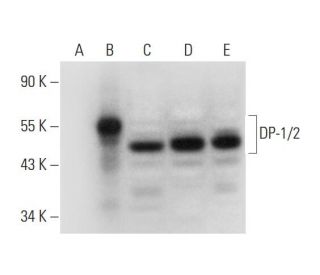 DP-1/2 Antibody (G-3) - Western Blotting - Image 295744 
