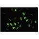 DP-1/3 Antibody (L7-7) - Immunofluorescence - Image 35767 