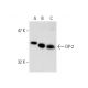 DP-2 Antibody (G-12) - Western Blotting - Image 137895 