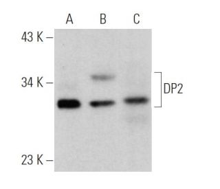 DP2 Antibody (C-5) - Western Blotting - Image 357968 