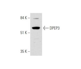 DPEP3 Antibody (F-3) - Western Blotting - Image 345976 