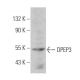 DPEP3 Antibody (F-3) - Western Blotting - Image 360625