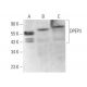 DPEP3 Antibody (F-3) - Western Blotting - Image 373177 