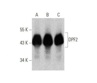 DPF2 Antibody (C-9) | SCBT - Santa Cruz Biotechnology