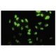 DPH2 Antibody (6E7) - Immunofluorescence - Image 35846