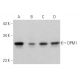 DPM1 Antibody (A-5) - Western Blotting - Image 359934 