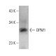 DPM1 Antibody (A-5) - Western Blotting - Image 387950