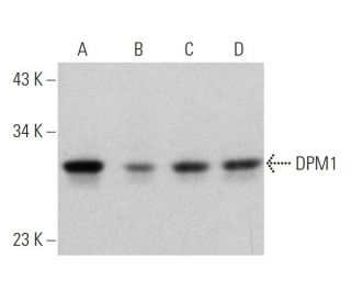 western blotting image from recommended DPM1 (A-5) monoclonal antibody replacement. Image 359934