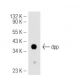 dpp Antibody (A-10) - Western Blotting - Image 46962