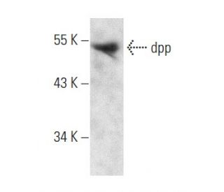 dpp Antibody (A-10) - Western Blotting - Image 358428 