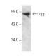 dpp Antibody (A-10) - Western Blotting - Image 358428 