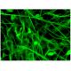DPP10 Antibody (C-1) - Immunofluorescence - Image 296496