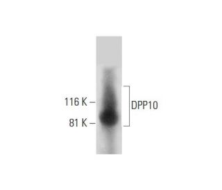 DPP10 Antibody (C-1) - Western Blotting - Image 295862 