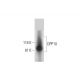 DPP10 Antibody (C-1) - Western Blotting - Image 295862 