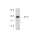 DPP7 Antibody (C-5) - Western Blotting - Image 333378 