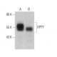 DPP7 Antibody (C-5) - Western Blotting - Image 369388 