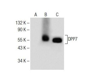 DPP7 Antibody (H-8) - Western Blotting - Image 285141