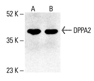 DPPA2 Antibody (H-10) - Western Blotting - Image 412209 