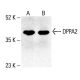 DPPA2 Antibody (H-10) - Western Blotting - Image 412209 